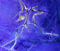 Archaeopteryx -- Thermopolis specimen (2005) under ultraviolet light
