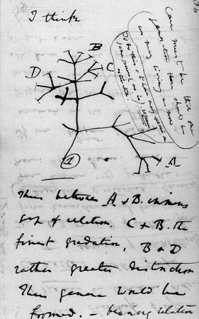Darwin manuscript showing "I think" and a branching tree