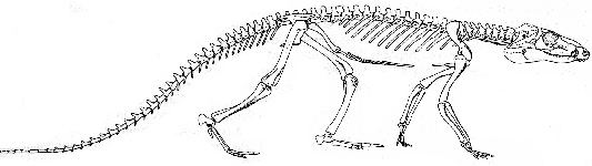 Protosuchus, one of the earliest crocodiles