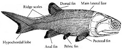 the early Devonian bony fish Palaeoniscoid Moythomasia