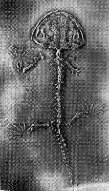 early Jurassic salamander Karaurus