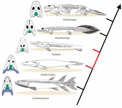 Fish to Tetrapod (Amphibian) evolution sequence