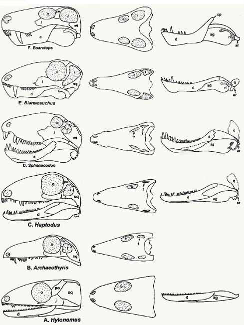 Reptile to Mammal Evolution Transition