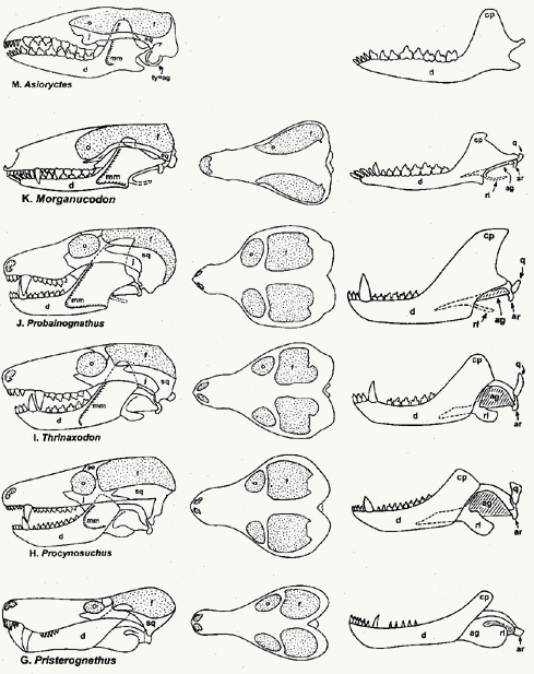 Reptile to Mammal Evolution Transition