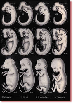 Haeckel's original embryo drawing from 1874