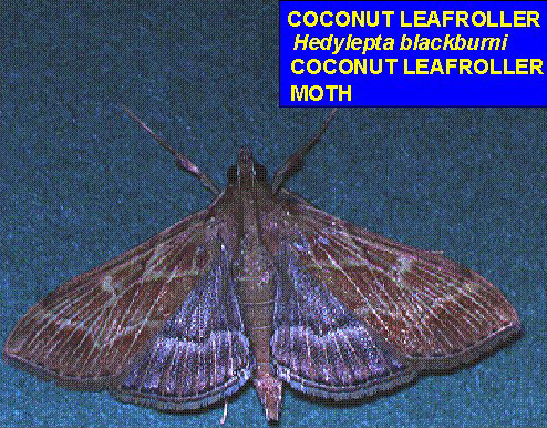 Hawaiian moth/butterfly genus Hedylepta blackburni