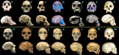 Fossil Hominid Collection