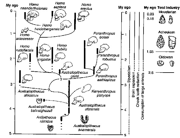 The hominid family tree (one of several possible interpretations)