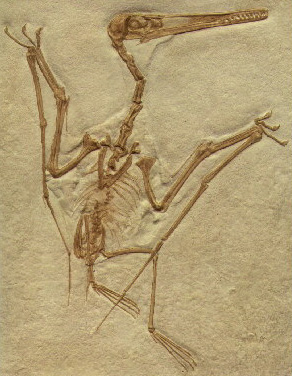 Pterosaur (Pterodactylus kochi)