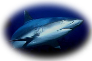 modern Reef Shark, photo by Bob Whorton